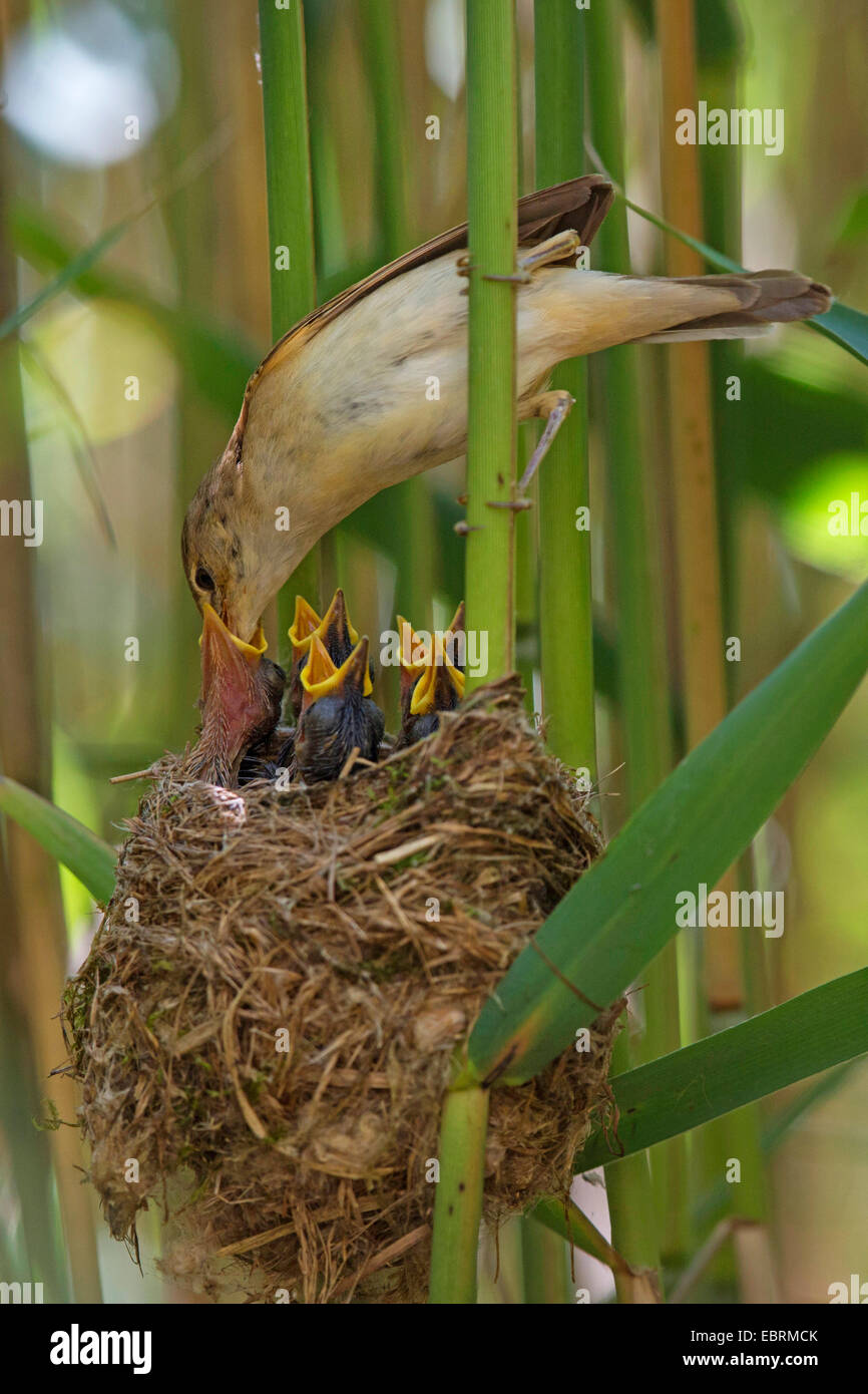 reed warbler (Acrocephalus scirpaceus), adult feeds fledged squeakers in their nest, Germany, Bavaria Stock Photo