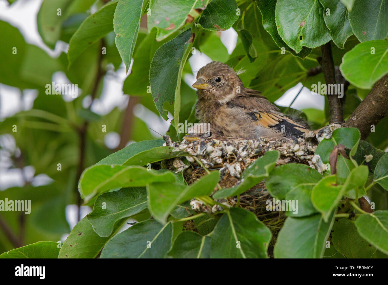 Eurasian goldfinch (Carduelis carduelis), fledged squeakers in their nest, Germany, Bavaria Stock Photo