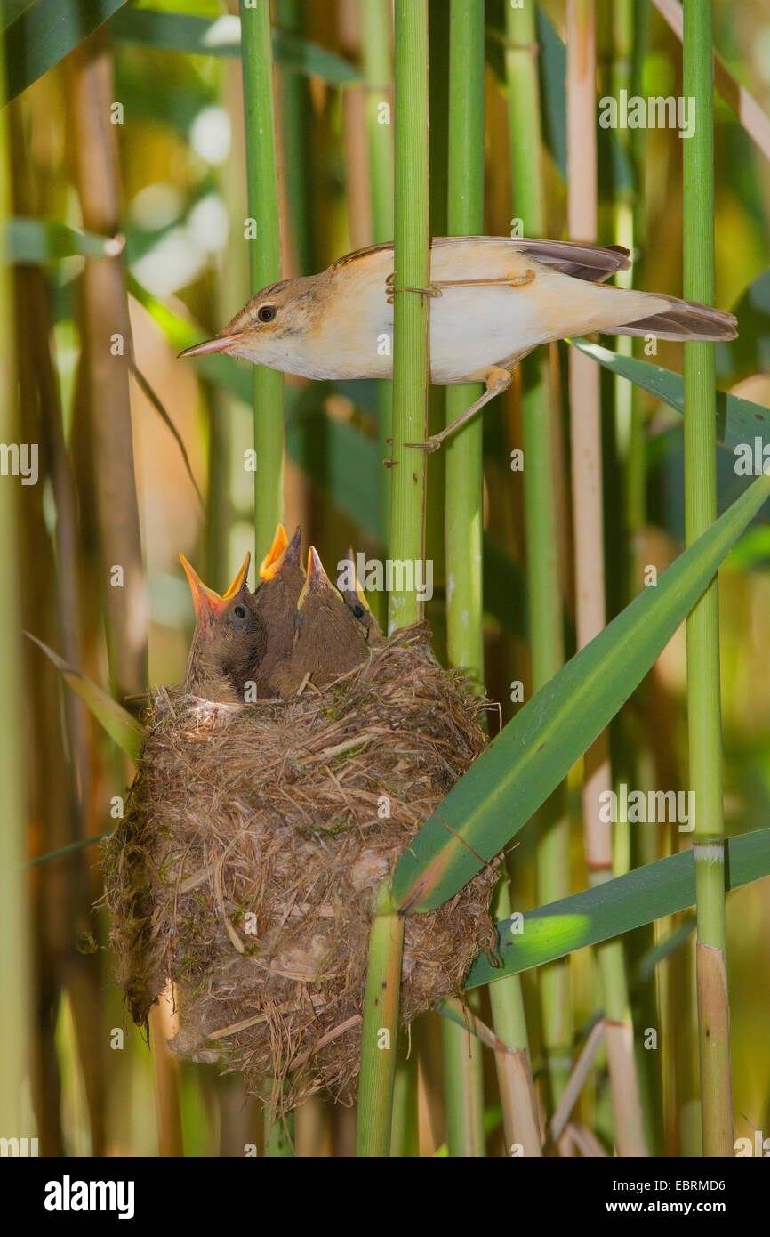 reed warbler (Acrocephalus scirpaceus), adult feeds squeakers in the nest, Germany, Bavaria Stock Photo