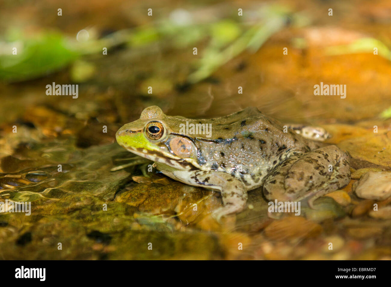 Green frog, Common spring frog (Rana clamitans, Lithobates clamitans), sits at brookside, USA, Tennessee, Great Smoky Mountains National Park Stock Photo