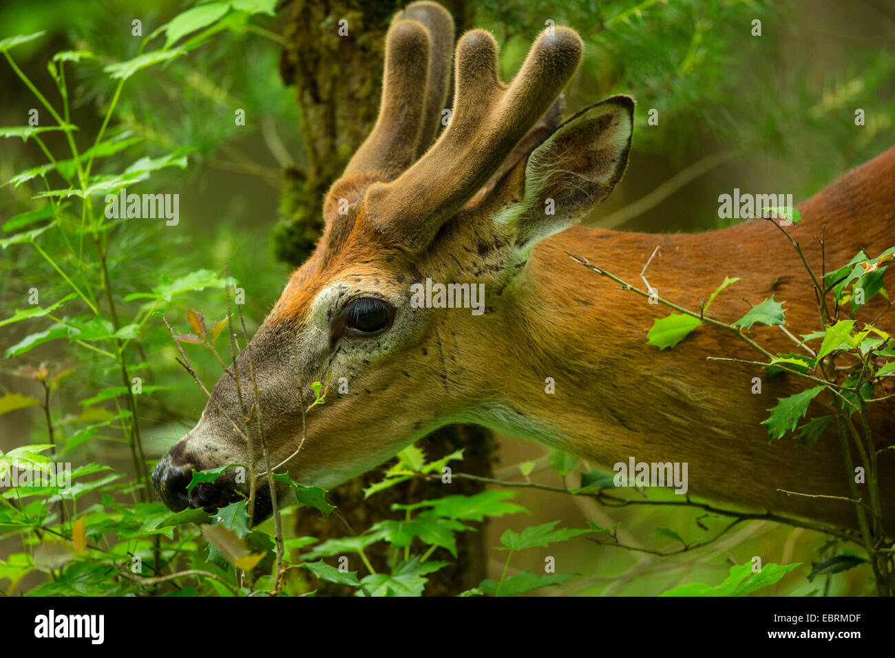 White-tailed deer (Odocoileus virginianus), browsing, portrait with antler in neoformation of the velvet, USA, Tennessee, Great Smoky Mountains National Park Stock Photo