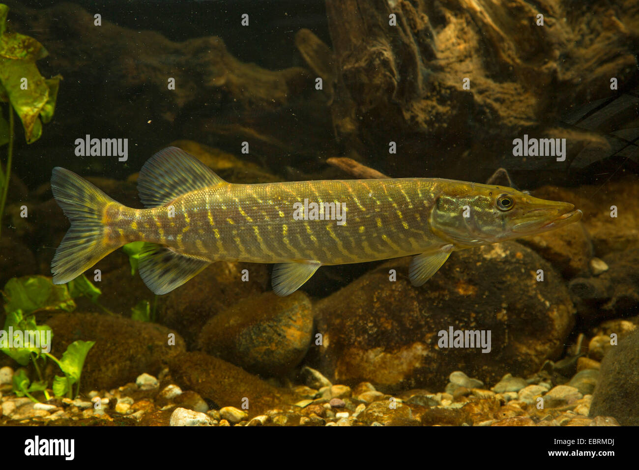 pike, northern pike (Esox lucius), swimming Stock Photo