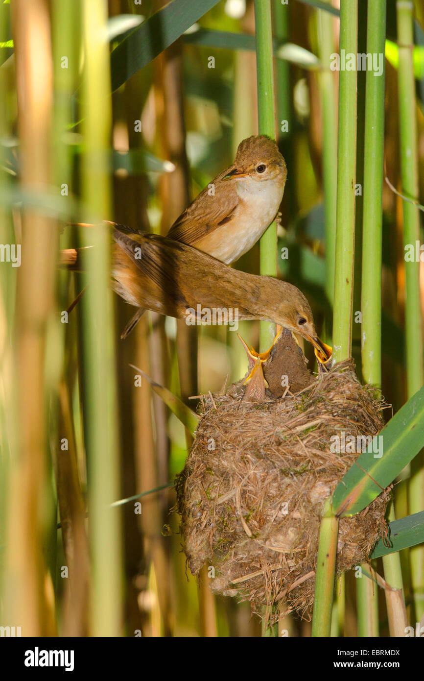 reed warbler (Acrocephalus scirpaceus), parents feed squeakers in the nest, Germany, Bavaria Stock Photo