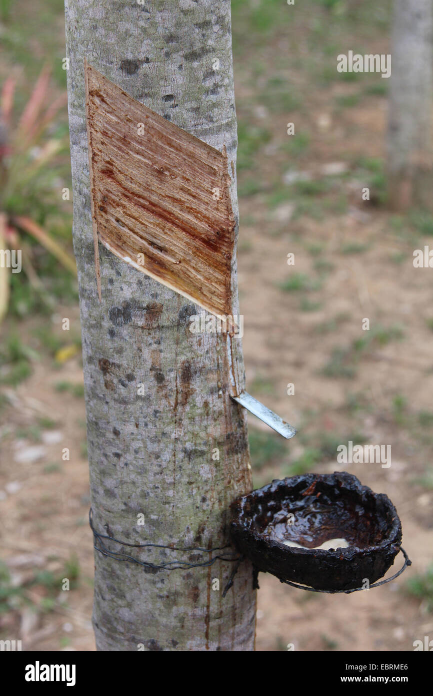 hevea rubber plant, Brazilian rubber tree (Hevea brasiliensis), tapping rubber, Thailand Stock Photo