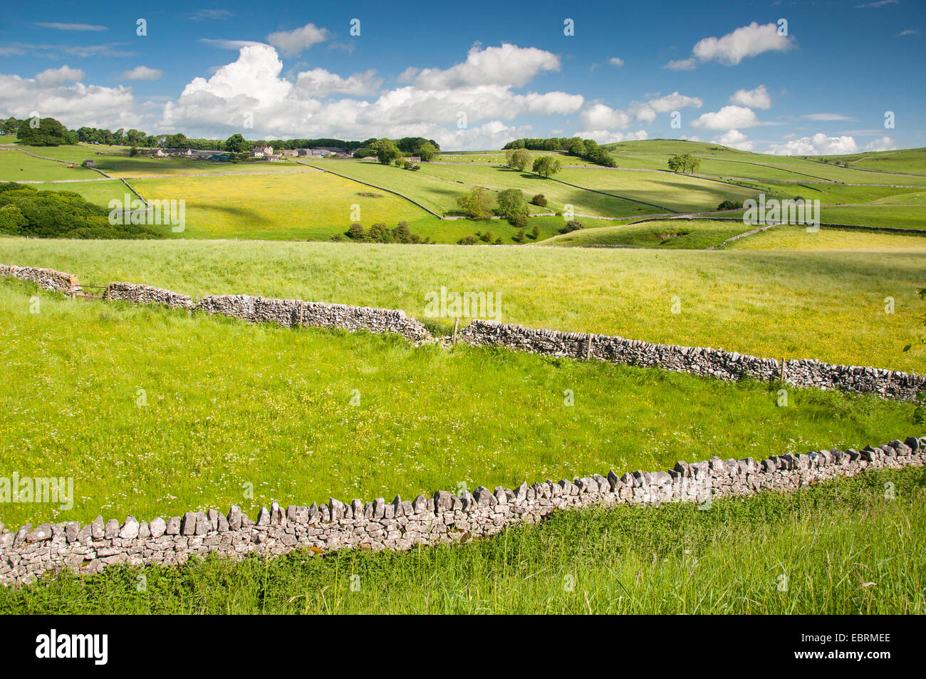Limestone walls criss crossing an English summer landscape in the Peak District. Summer meadows and view across green fields. Stock Photo