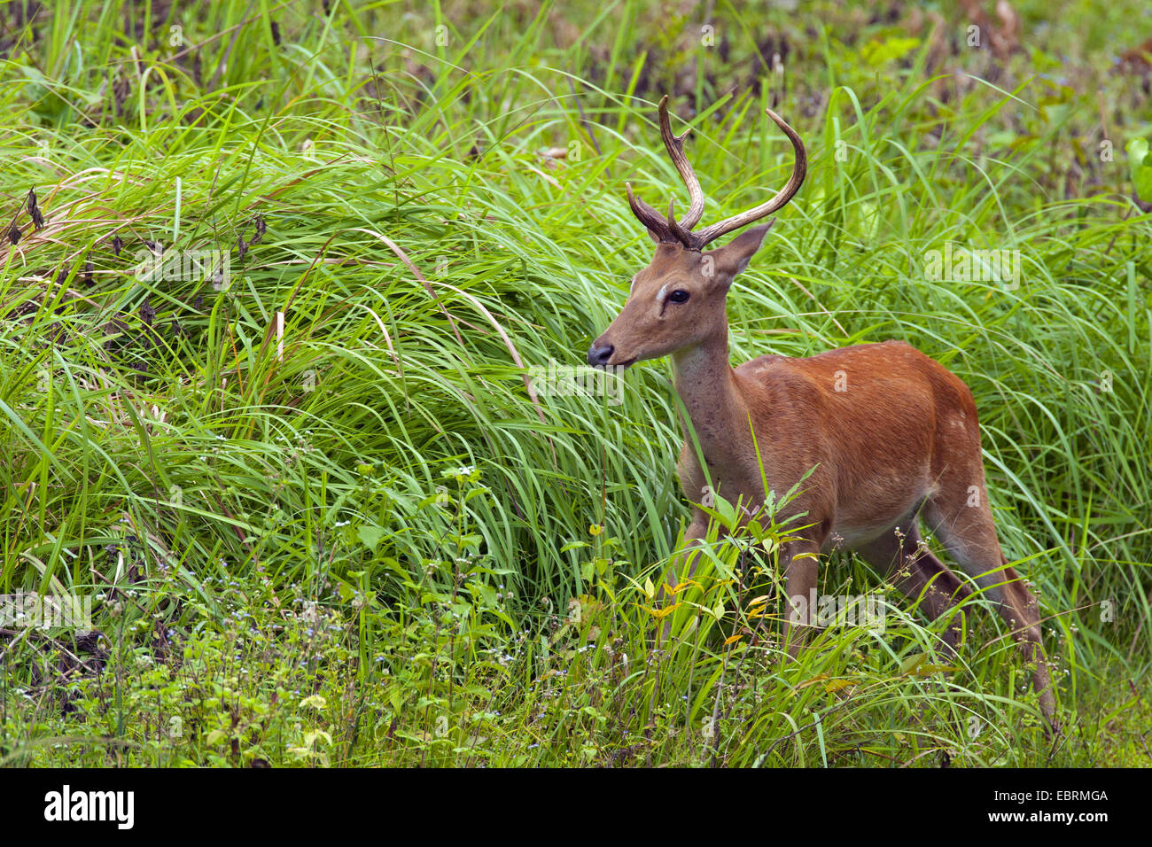 Thamin, Brow-antlered deer, Eld's deer (Panolia eldii, Rucervus eldii, Cervus eldii), standing on grass, Thailand, Huai Kha Khaeng Wildlife Sanctua Stock Photo