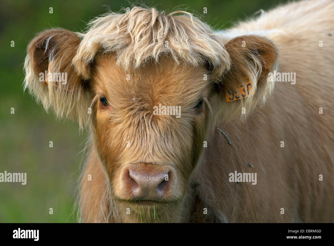 Scottish Highland Cattle (Bos primigenius f. taurus), calf, portrait, Belgium Stock Photo