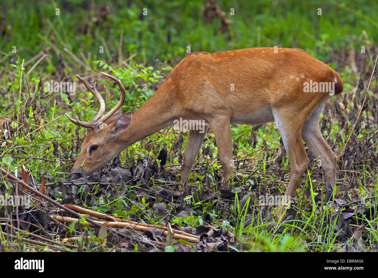 Thamin, Brow-antlered deer, Eld's deer (Panolia eldii, Rucervus eldii, Cervus eldii), grazing, Thailand, Huai Kha Khaeng Wildlife Sanctua Stock Photo