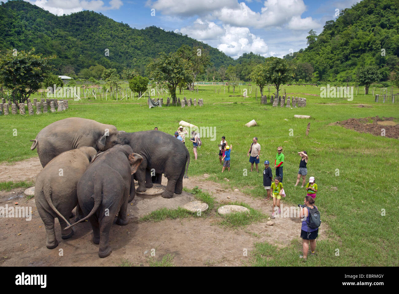 Asiatic elephant, Asian elephant (Elephas maximus), tourists together with elephants in a Nature Park, Thailand, Elephant Nature Park, Chiang Mai Stock Photo