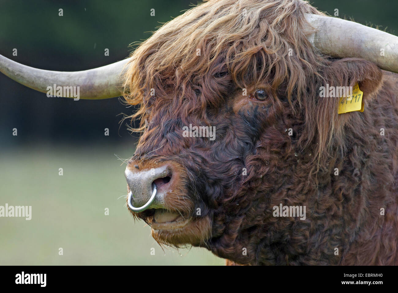 Scottish Highland Cattle (Bos primigenius f. taurus), bull, portrait, Belgium Stock Photo