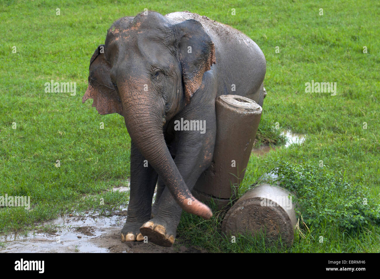 Asiatic elephant, Asian elephant (Elephas maximus), rubbing, Thailand, Elephant Nature Park, Chiang Mai Stock Photo