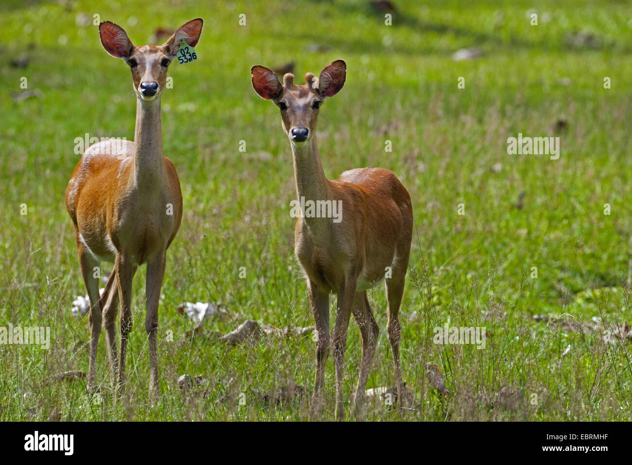 Thamin, Brow-antlered deer, Eld's deer (Panolia eldii, Rucervus eldii, Cervus eldii), pair in a meadow, Thailand, Huai Kha Khaeng Wildlife Sanctua Stock Photo