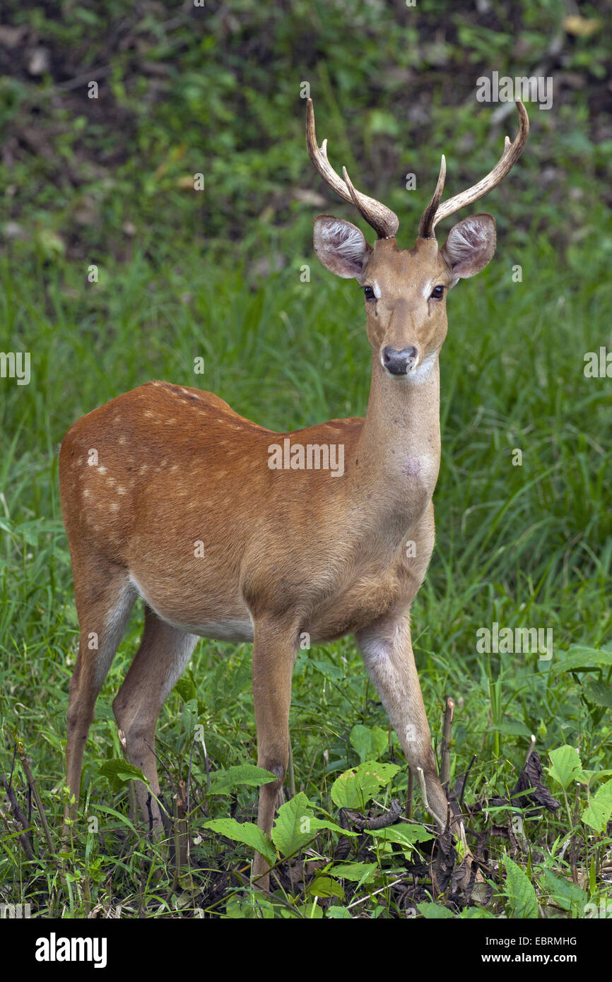 Thamin, Brow-antlered deer, Eld's deer (Panolia eldii, Rucervus eldii, Cervus eldii), stag standing in a clearing, Thailand, Huai Kha Khaeng Wildlife Sanctua Stock Photo