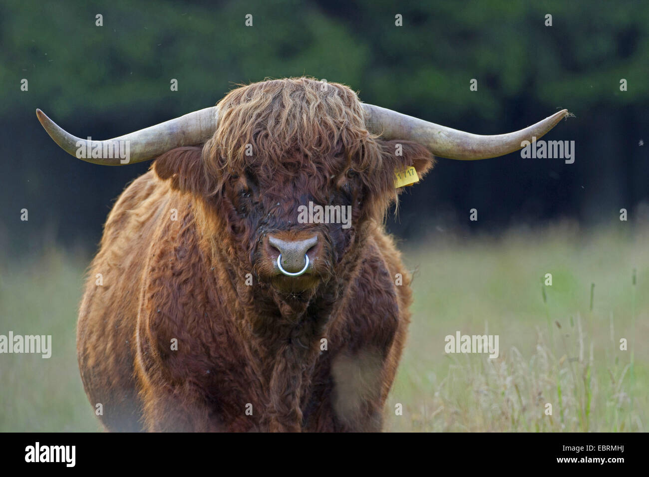 Scottish Highland Cattle (Bos primigenius f. taurus), bull, half length portrait, Belgium Stock Photo