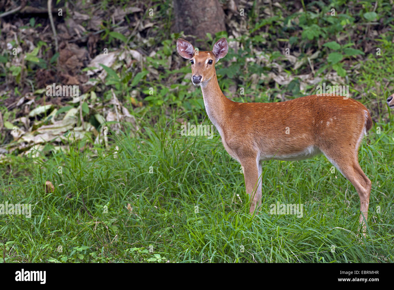 Thamin, Brow-antlered deer, Eld's deer (Panolia eldii, Rucervus eldii, Cervus eldii), standing in a meadow, Thailand, Huai Kha Khaeng Wildlife Sanctua Stock Photo