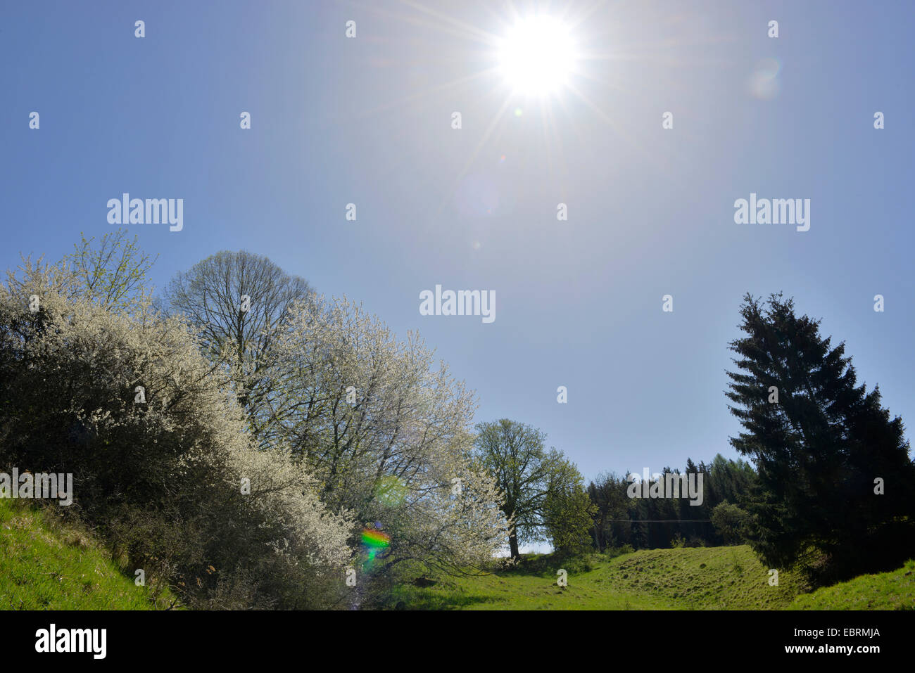 Cherry trees blossom sunrays hi-res stock photography and images - Alamy