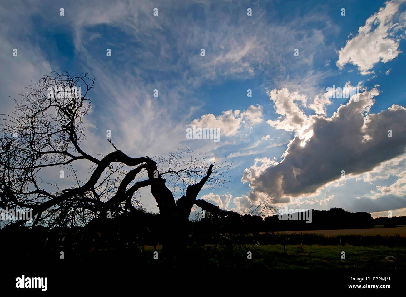 Dead cherry tree hires stock photography and images Alamy