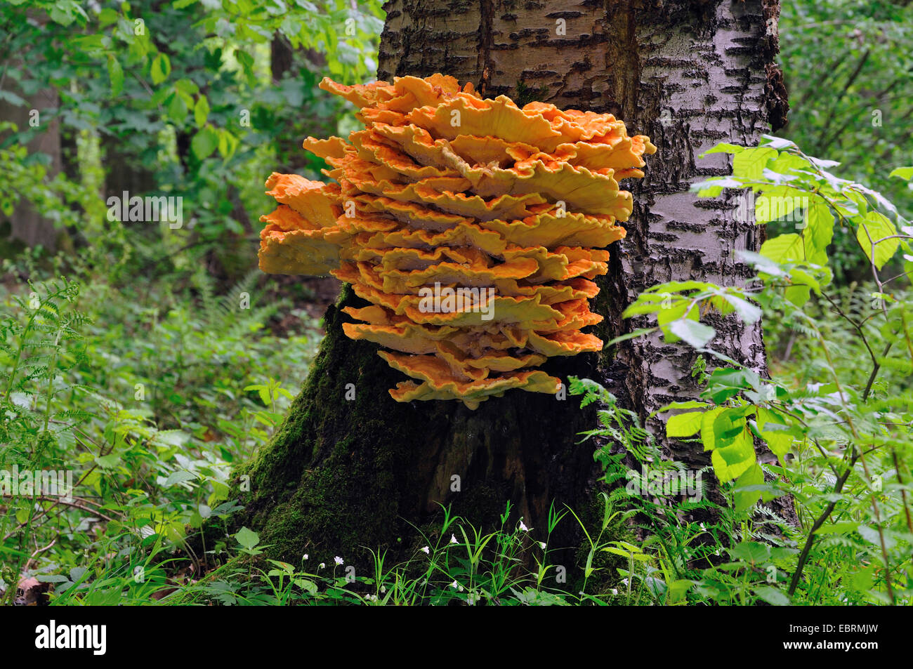 chicken of the woods (Laetiporus sulphureus), growing at the trunk of a wild cherry, Germany Stock Photo