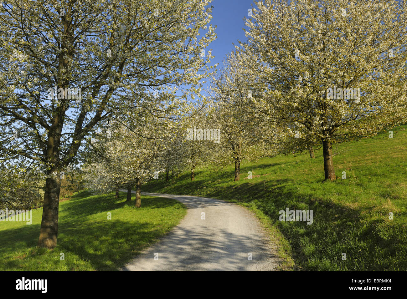 Cherry tree, Sweet cherry (Prunus avium), path lined by blooming cherry trees, Germany, Bavaria Stock Photo