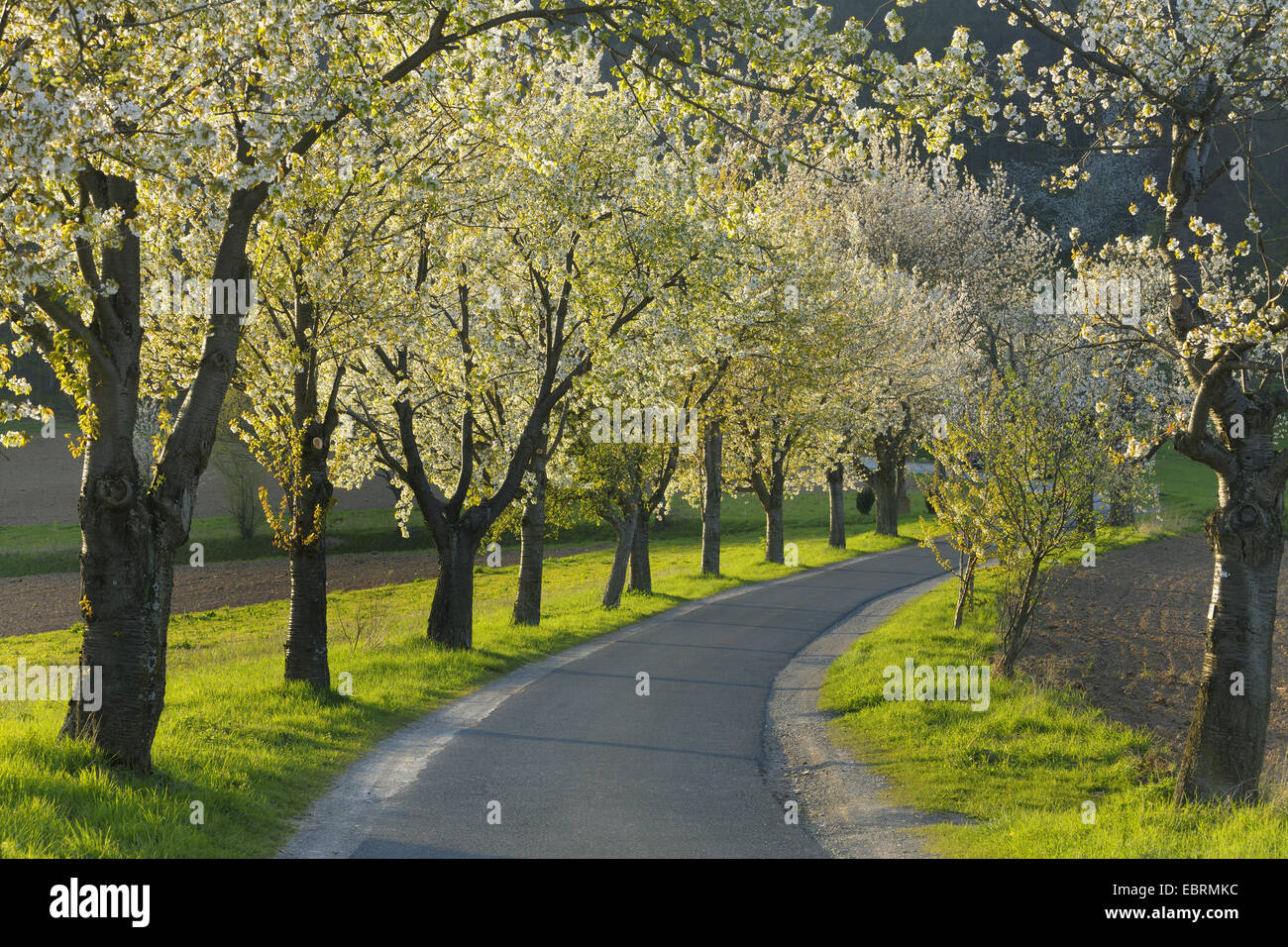 Cherry tree, Sweet cherry (Prunus avium), path lined by blooming cherry trees, Germany, Bavaria Stock Photo