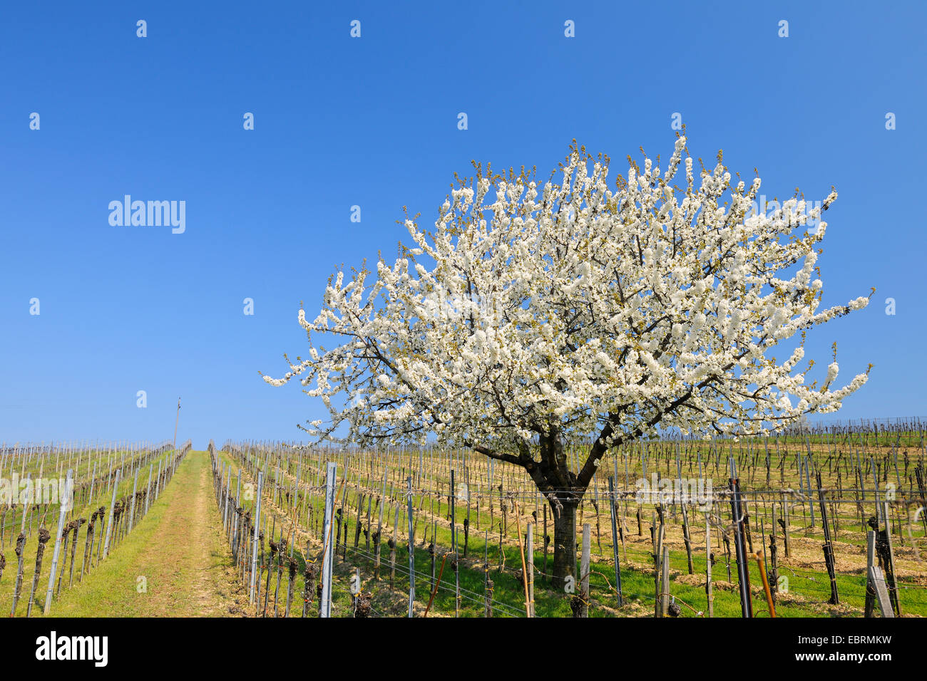 Cherry tree, Sweet cherry (Prunus avium), Blossom Cherry Tree in Vineyard, Austria, Burgenland, Neusiedler See National Park, Golsmaas Stock Photo