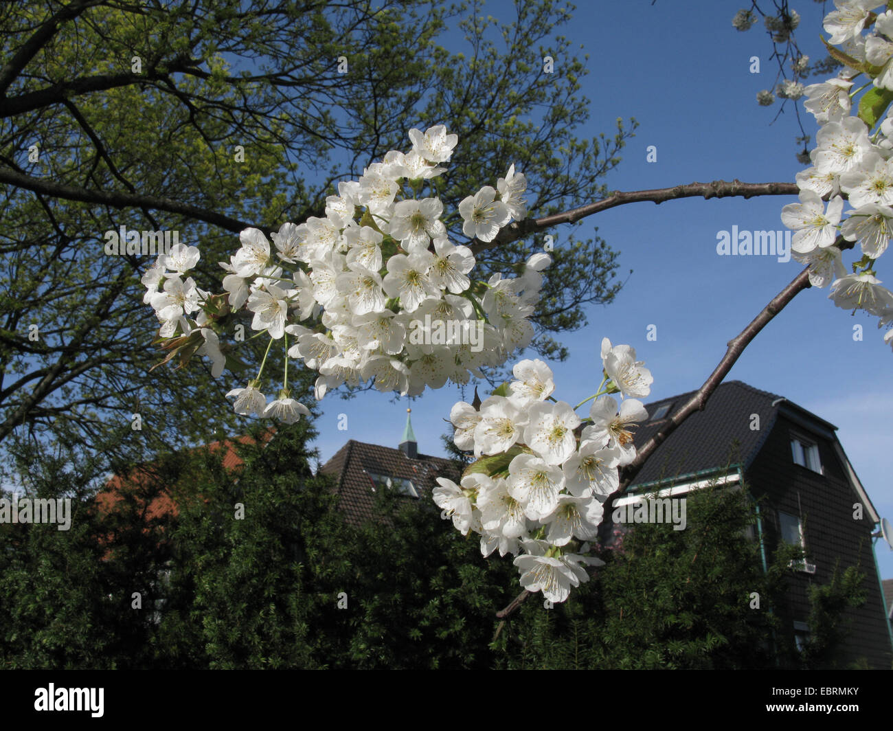 Wild cherry, Sweet cherry, gean, mazzard (Prunus avium), blooming tree ...