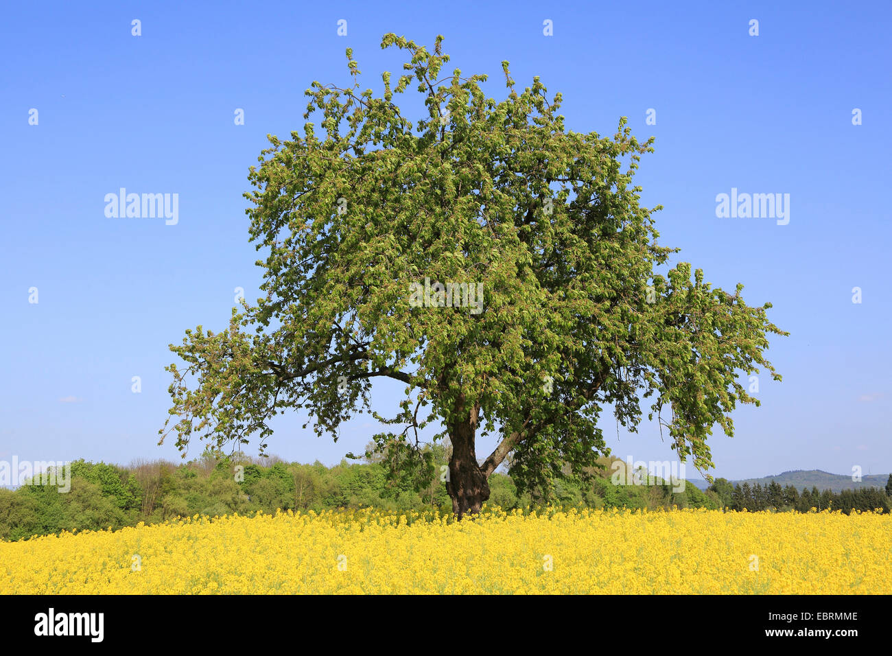 Wild cherry, Sweet cherry, gean, mazzard (Prunus avium), cherry tree in blooming rape field, Germany Stock Photo