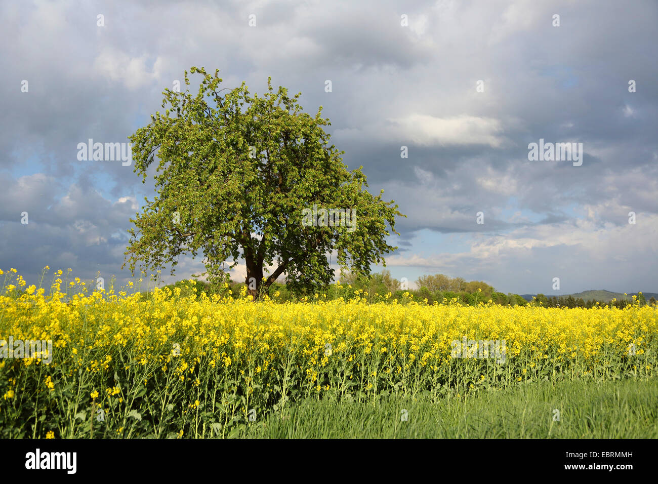 Cherry tree, Sweet cherry (Prunus avium), cherry tree in blooming rape field, Germany Stock Photo