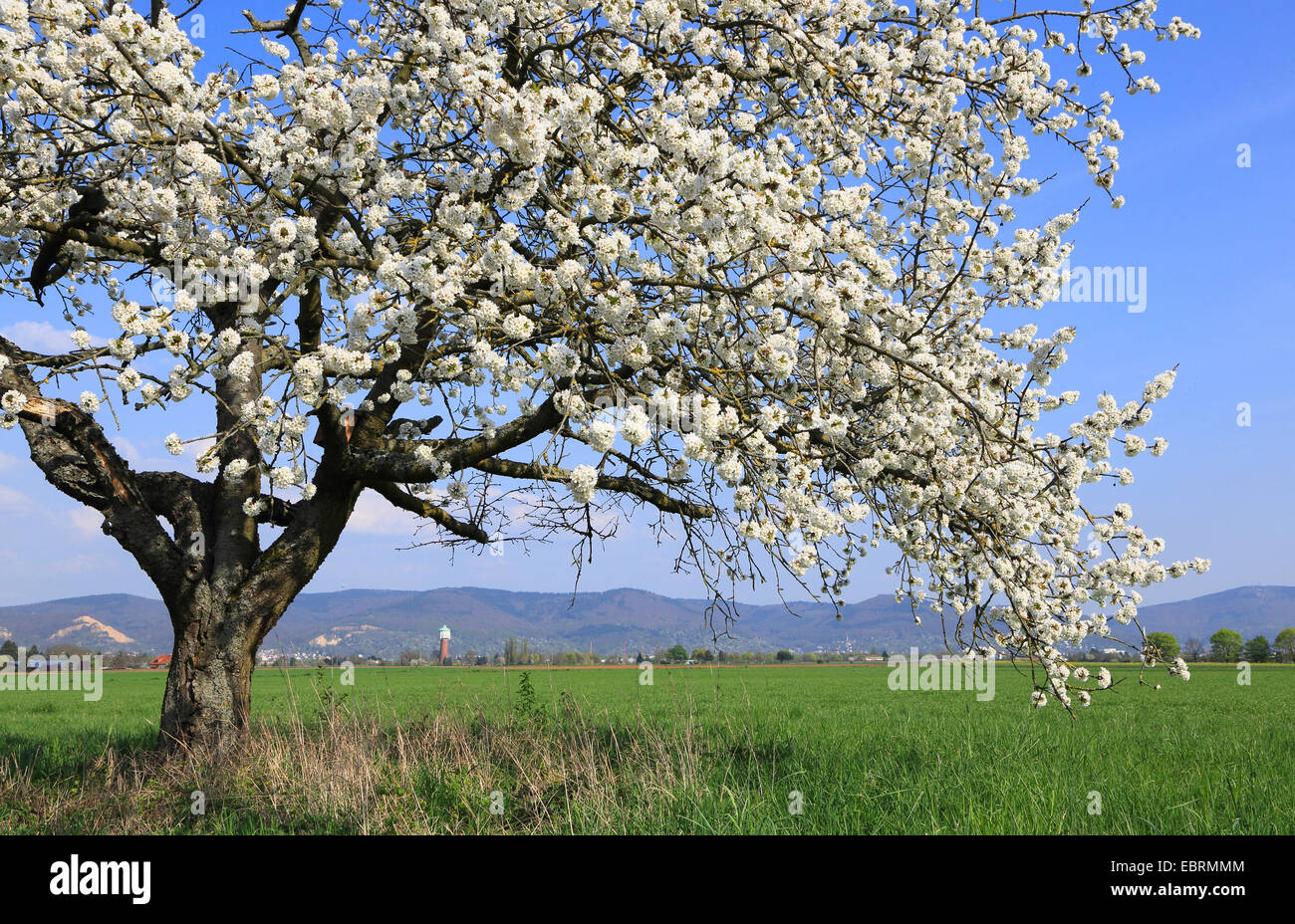 Cherry tree, Sweet cherry (Prunus avium), blooming cherry tree in field landscape, Germany Stock Photo