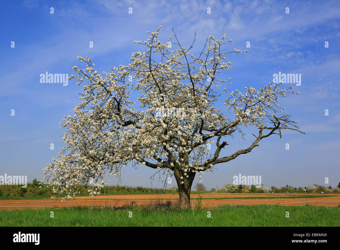 Cherry tree, Sweet cherry (Prunus avium), blooming single tree, Germany Stock Photo