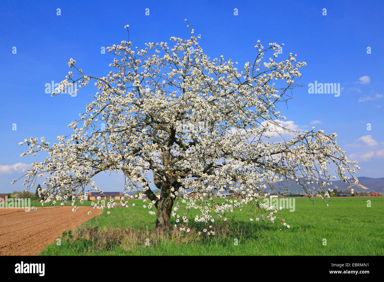 Cherry tree, Sweet cherry (Prunus avium), blooming single tree, Germany