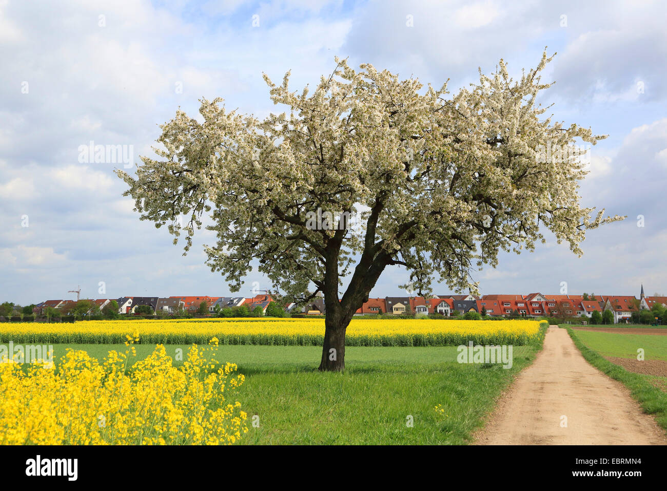 Cherry tree, Sweet cherry (Prunus avium), blooming cherry tree in field landscape, Germany Stock Photo
