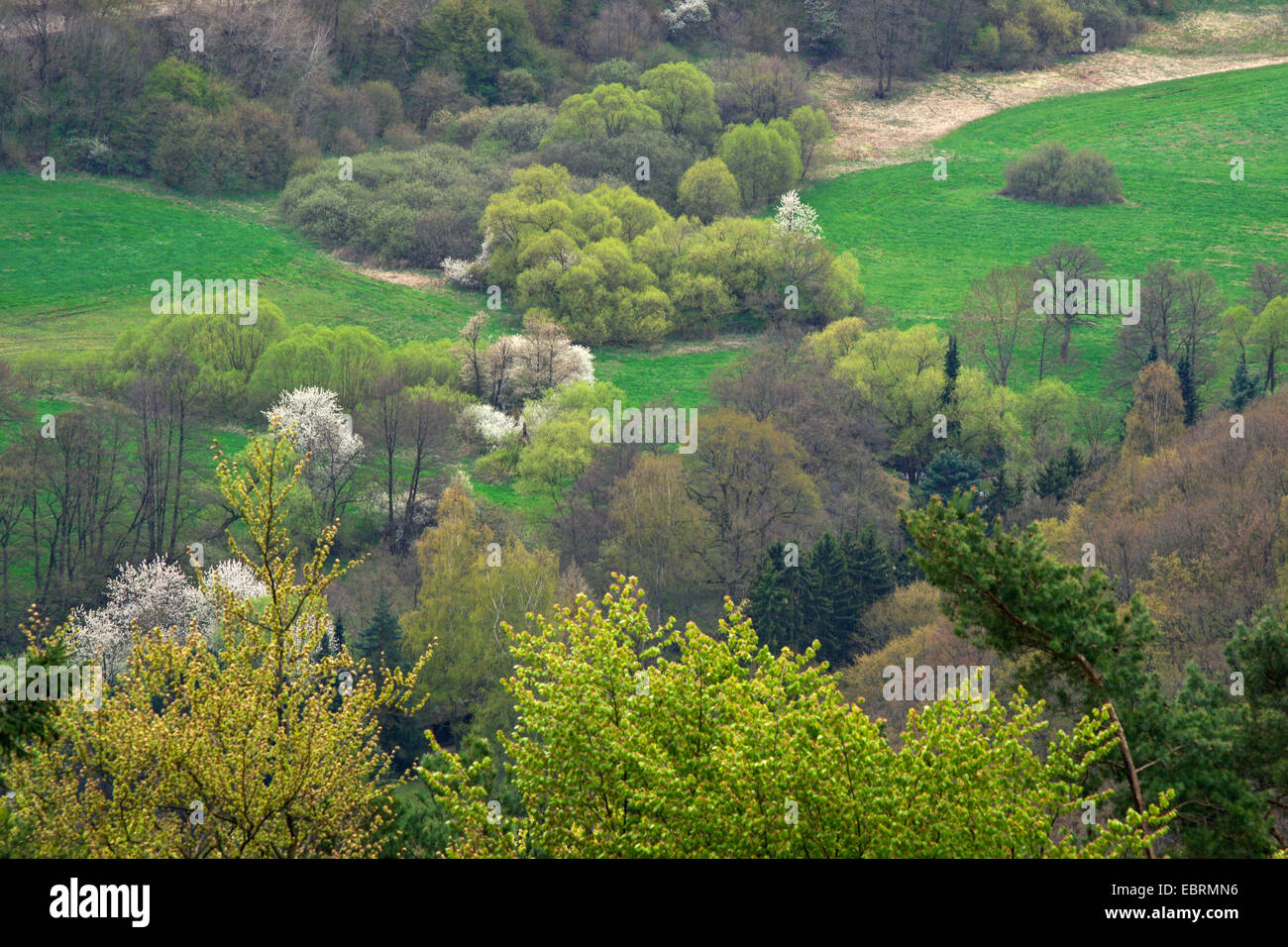 Wild cherry, Sweet cherry, gean, mazzard (Prunus avium), landscape with blooming cherry trees in valley Nettetal near Buerresheim, Mayen, Germany, Rhineland-Palatinate, Eifel Stock Photo