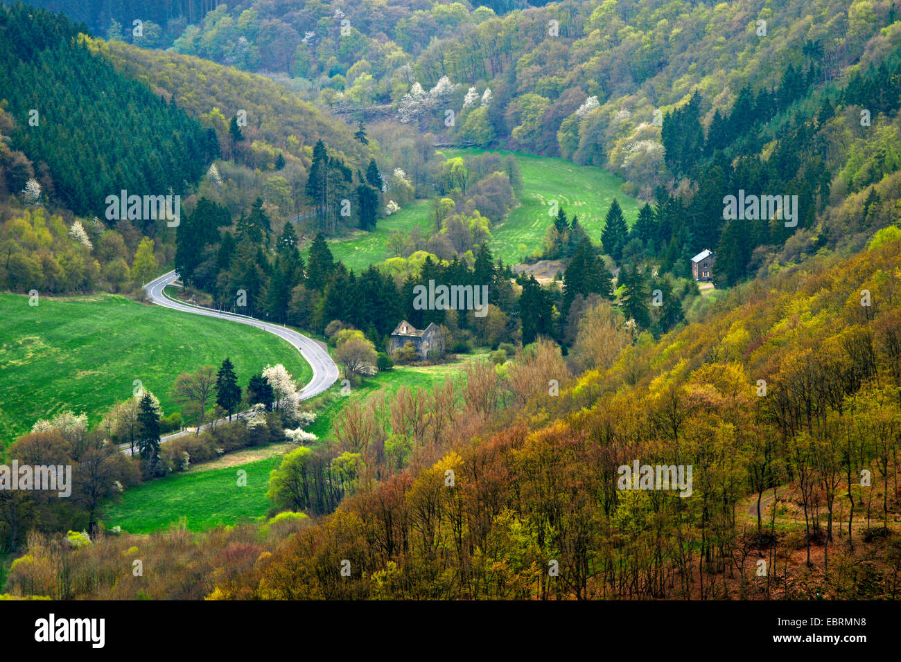 Wild cherry, Sweet cherry, gean, mazzard (Prunus avium), landscape with blooming cherry trees in valley Nettetal near Buerresheim, Mayen, Germany, Rhineland-Palatinate, Eifel Stock Photo