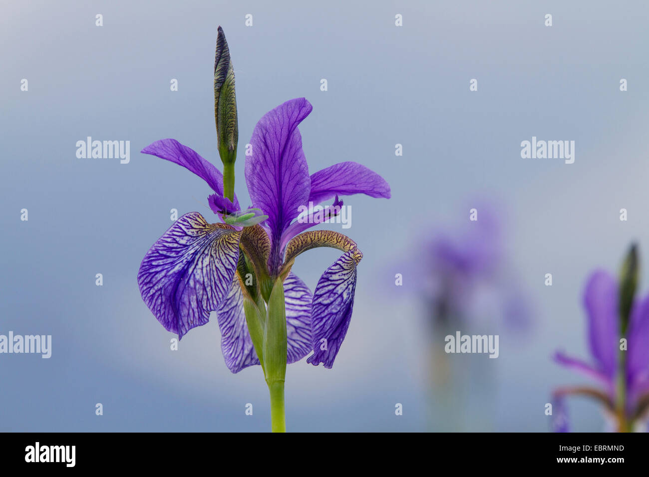 Siberian Iris, Siberian flag (Iris sibirica), flower, Germany, Bavaria Stock Photo