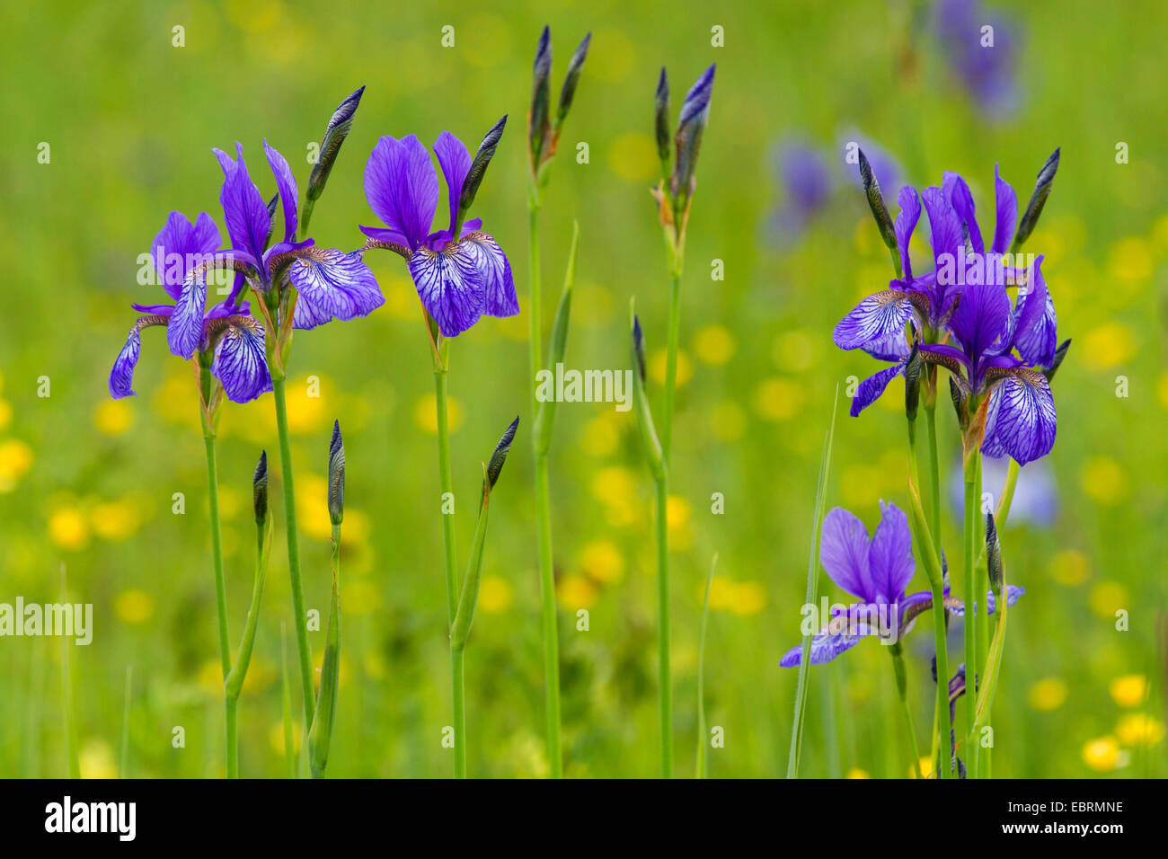 Siberian Iris, Siberian flag (Iris sibirica), blooming in a meadow, Germany, Bavaria, Chiemgau Stock Photo