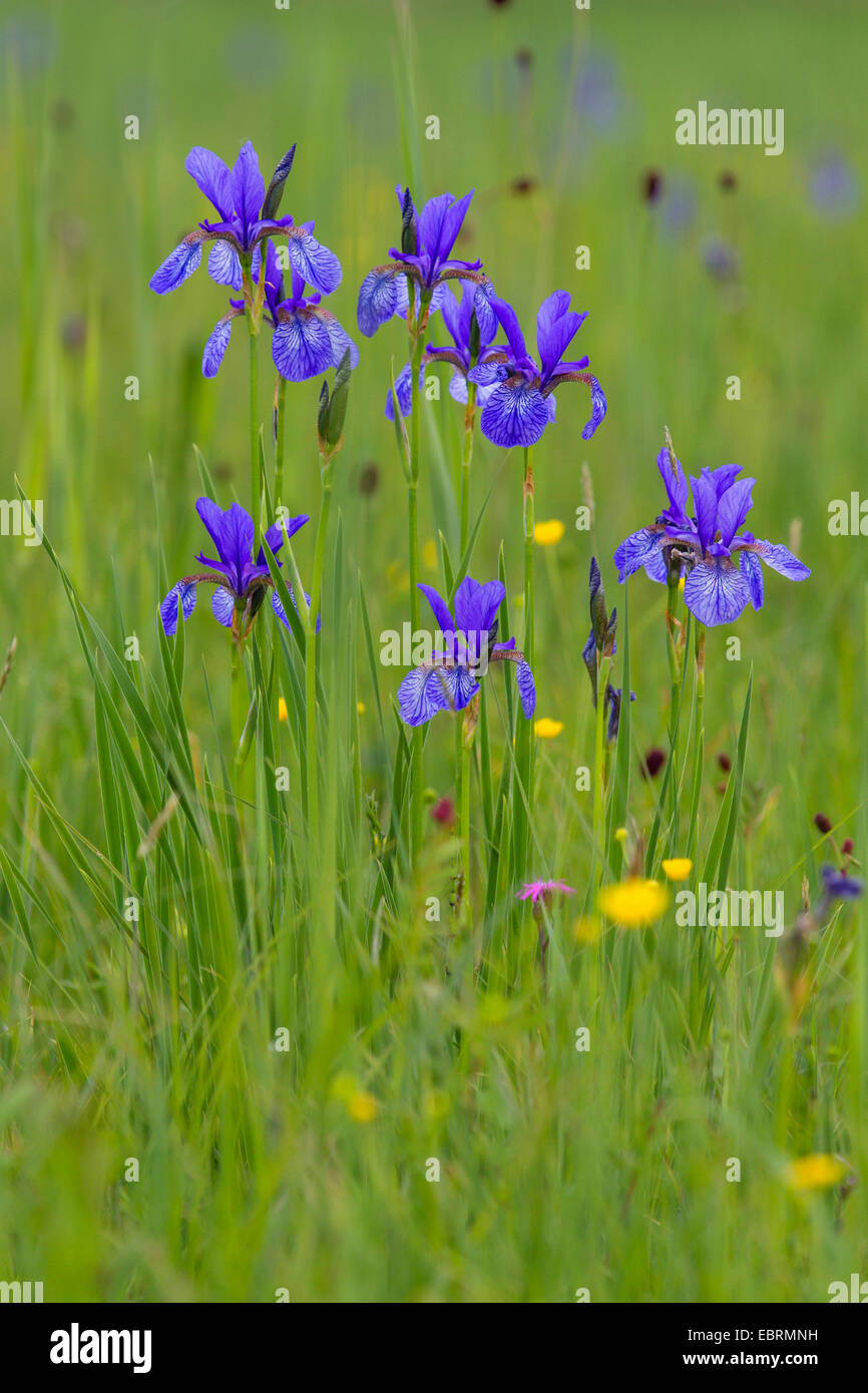 Siberian Iris, Siberian flag (Iris sibirica), blooming in a meadow, Germany, Bavaria, Chiemgau Stock Photo