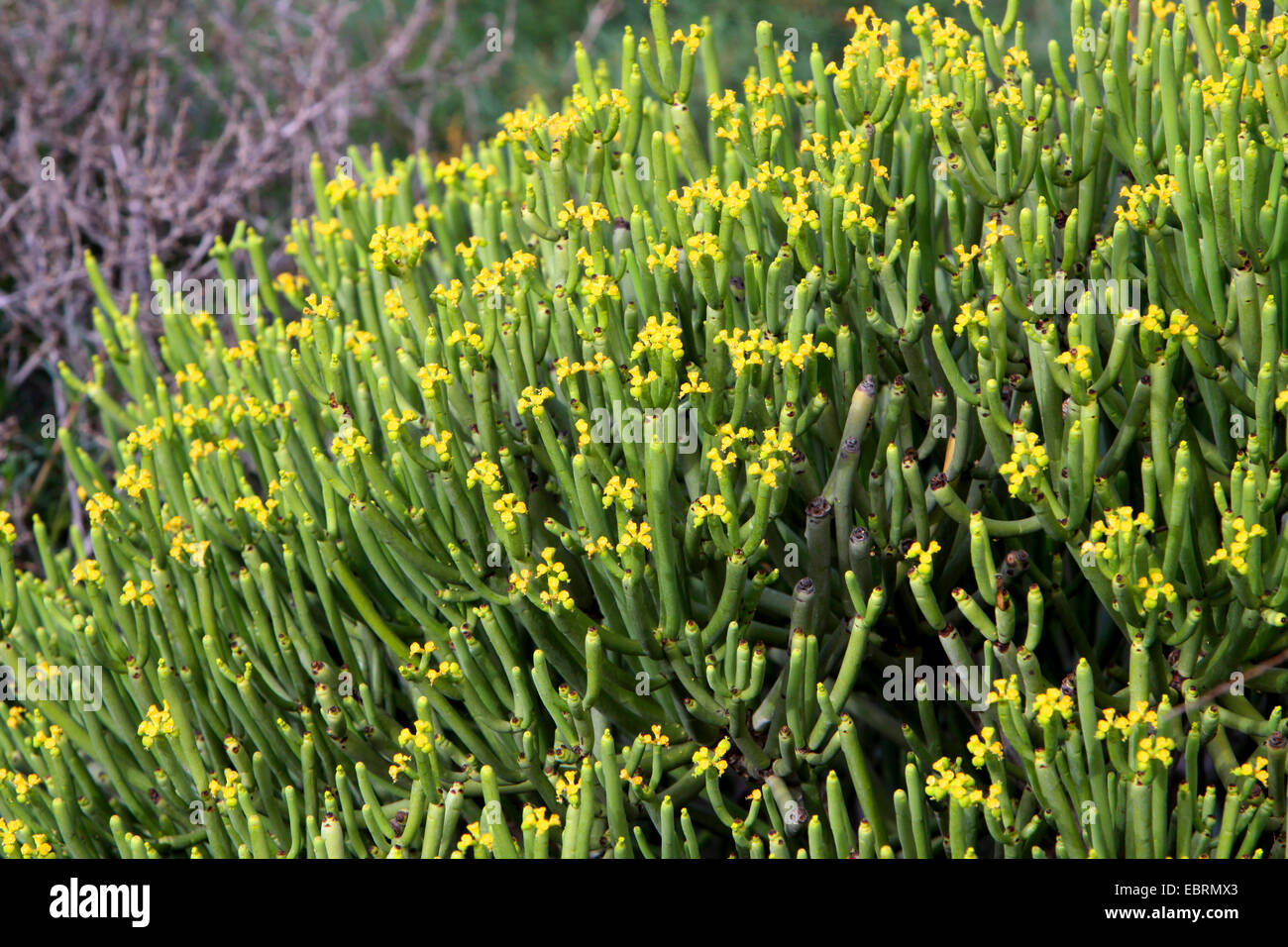 Leafless spurge (Euphorbia aphylla), blooming, Canary Islands, Tenerife Stock Photo