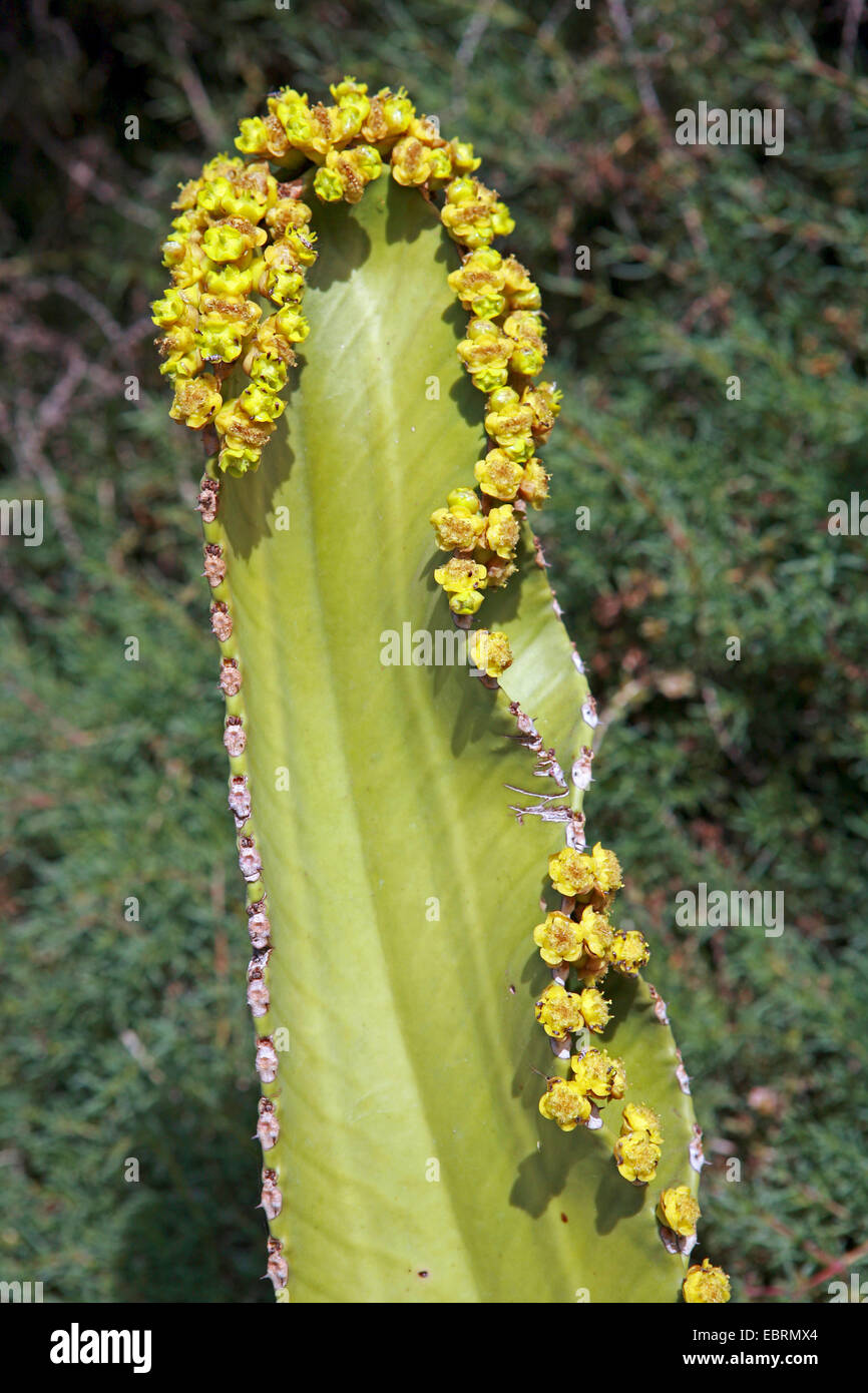 Canary Island Spurge (Euphorbia canariensis), blooming, Canary Islands, Tenerife Stock Photo