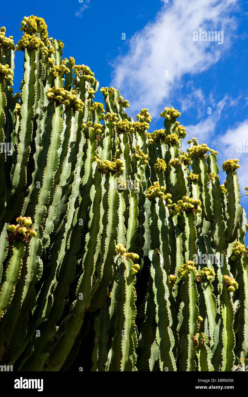 Candelabrum spurge (Euphorbia candelabrum), Canary Islands, Gran Canaria Stock Photo