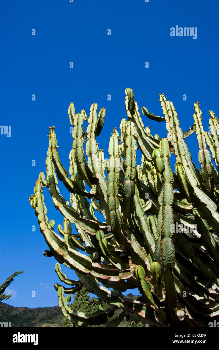 Transvaal caldelabra tree (Euphorbia cooperi), Canary Islands, Gran Canaria Stock Photo