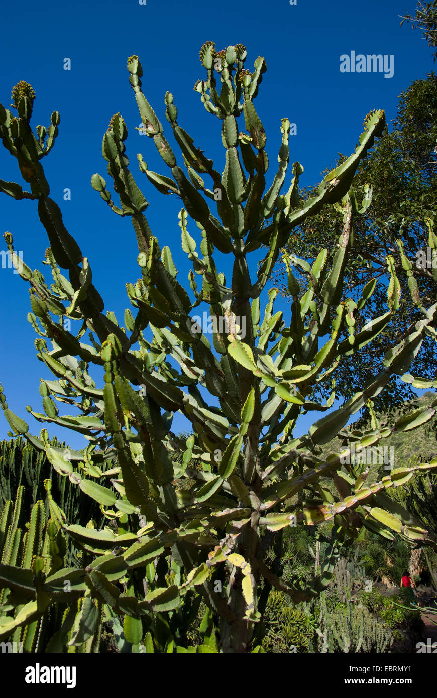 Spurge (Euphorbia grandidens), Canary Islands, Gran Canaria Stock Photo