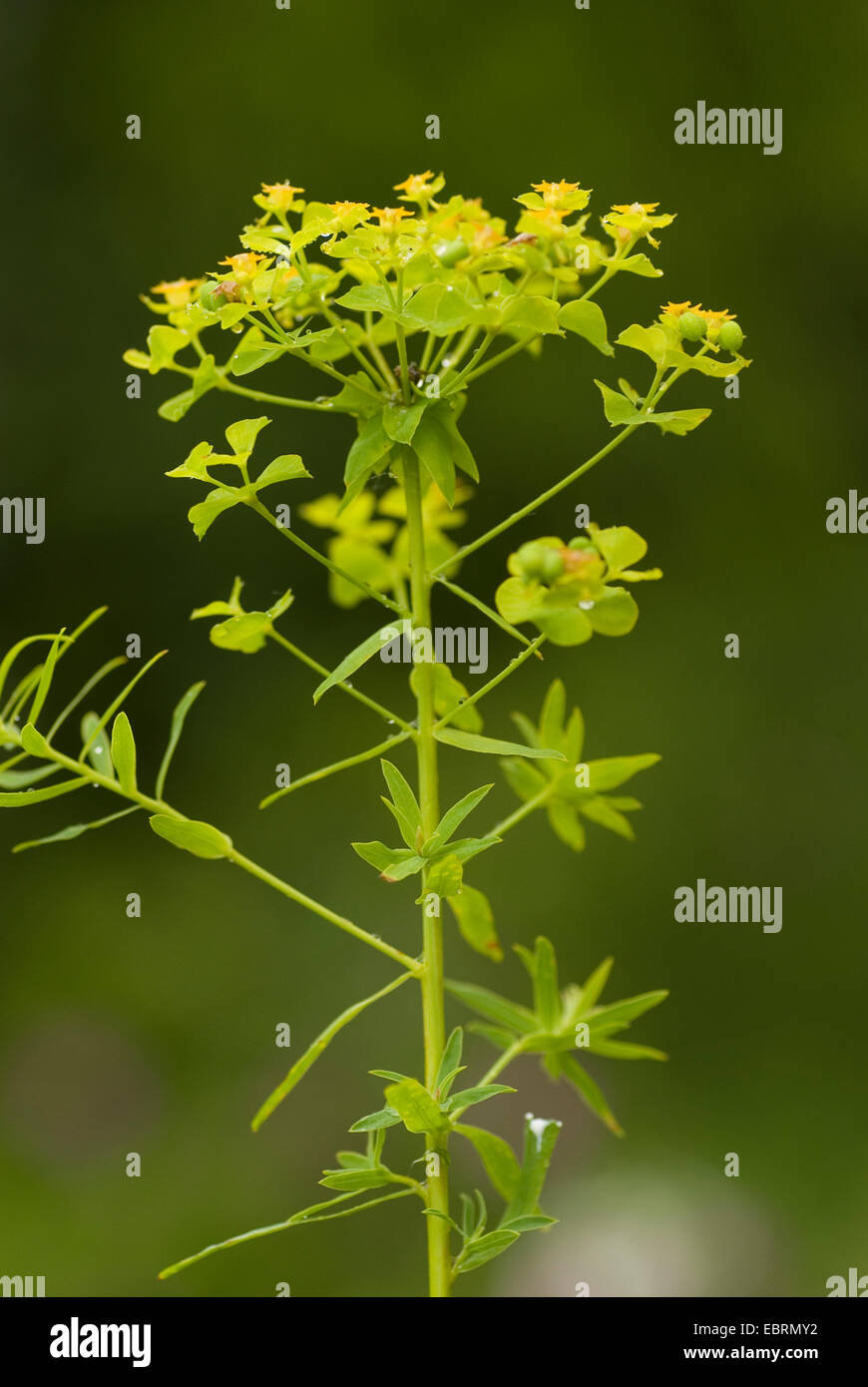 Leafy spurge (Euphorbia esula), blooming, Germany Stock Photo