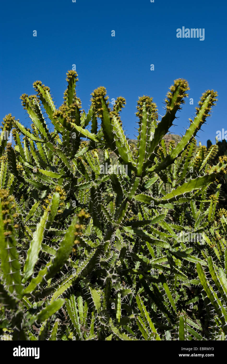 Spurge (Euphorbia deightonii), blooming, Canary Islands, Gran Canaria Stock Photo