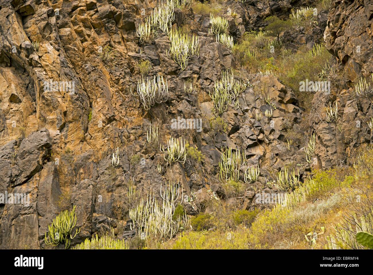 Barranco del Infierno with succulent euphorbias, Canary Islands, Tenerife Stock Photo