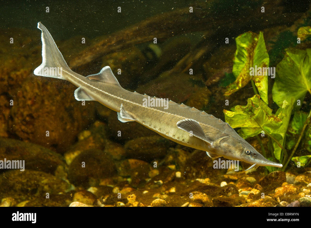 sterlet, Siberian sterlet (Acipenser ruthenus), in front of pond-lilies ...