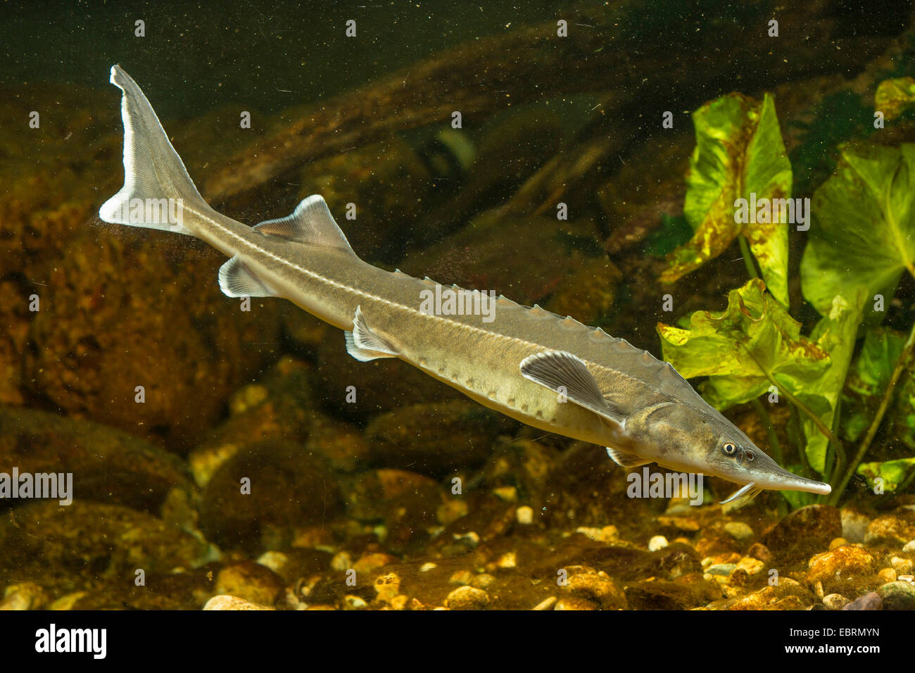 sterlet, Siberian sterlet (Acipenser ruthenus), in front of pond-lilies Stock Photo