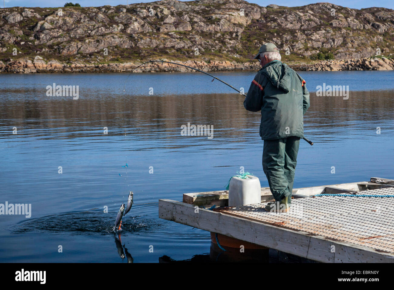 Atlantic mackerel, common mackerel angler fishing