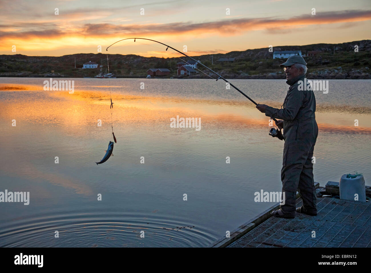 Atlantic mackerel, common mackerel (Scomber scombrus), angler fishing on boardwalk, Norway, Hitra Stock Photo