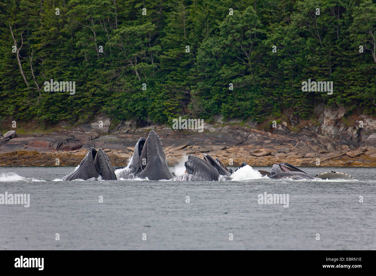 humpback whale (Megaptera novaeangliae), bubble net feeding, USA, Alaska, Admirality Island, Lynn Canal Stock Photo